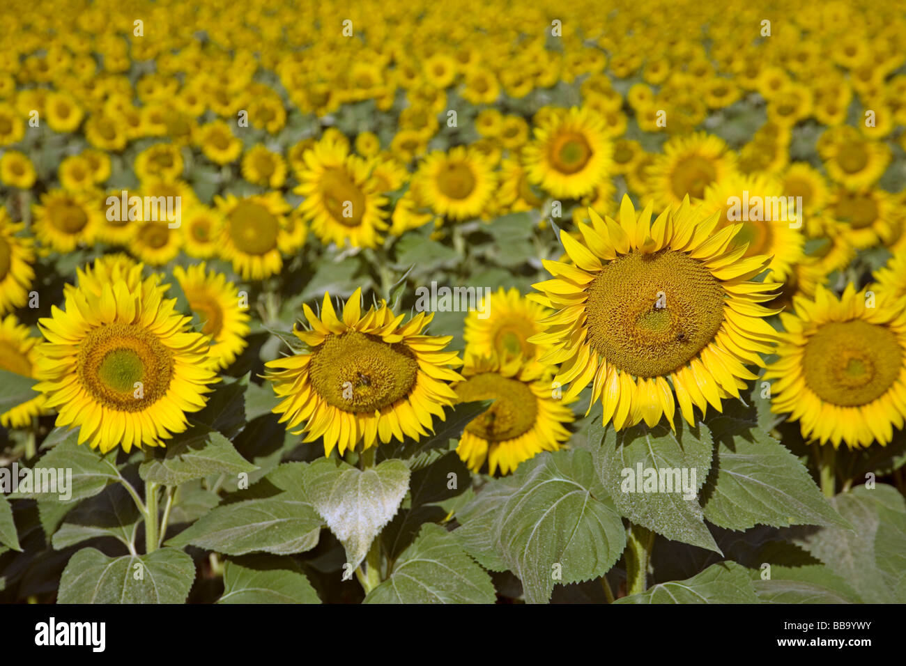 Campo de Girasoles Andalucía España Sunflowers Field Andalusia Spain Stock Photo