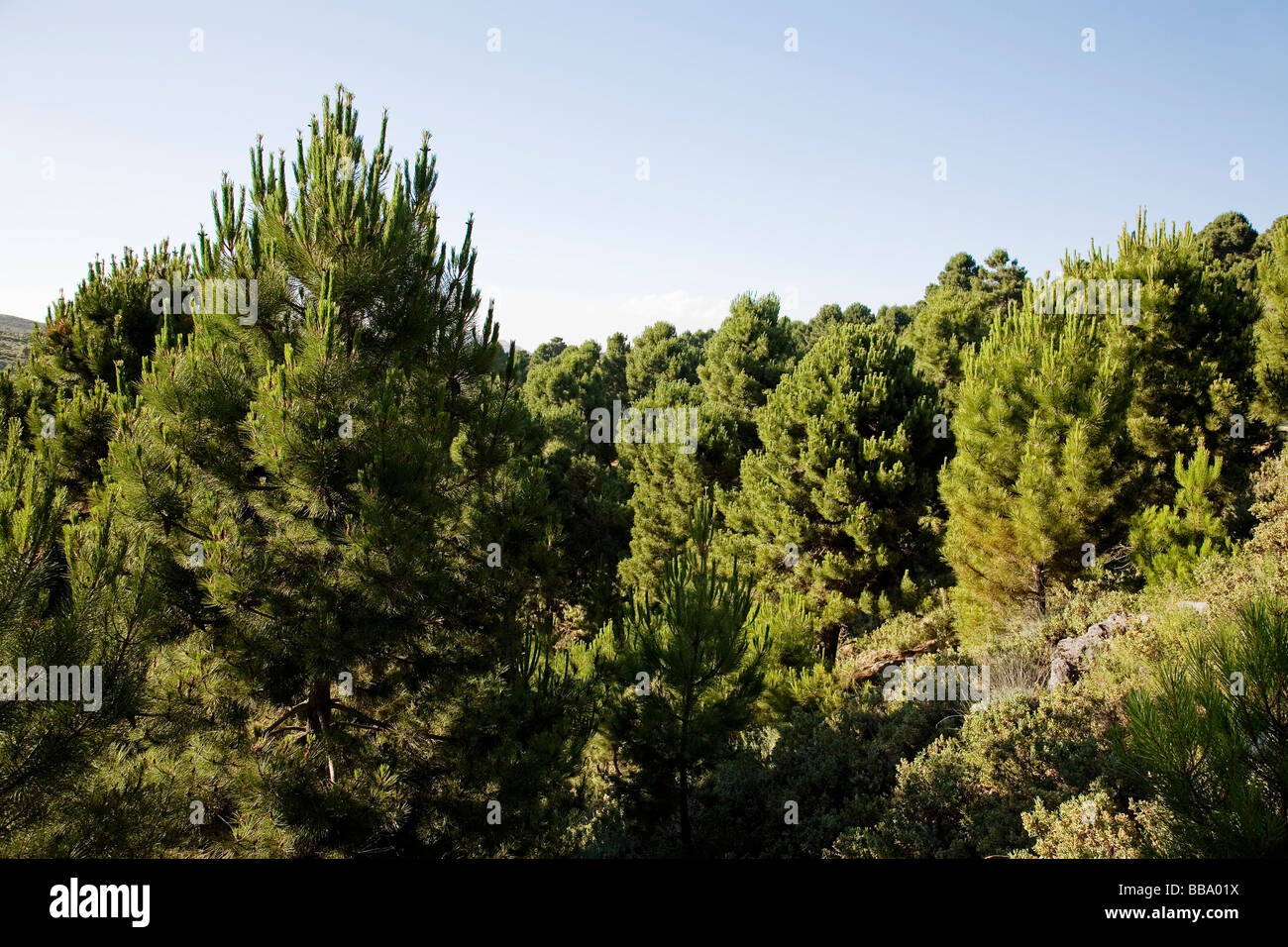 Bosque de Pinos Serranía de Ronda Málaga Provincia Andalucía España Forest Pines Serrania de Ronda Málaga Andalusia Spain Stock Photo
