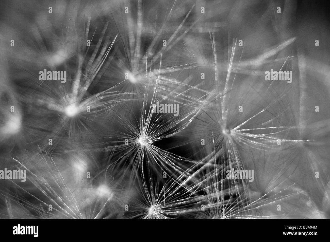 Seeds Black and White Stock Photos & Images - Alamy