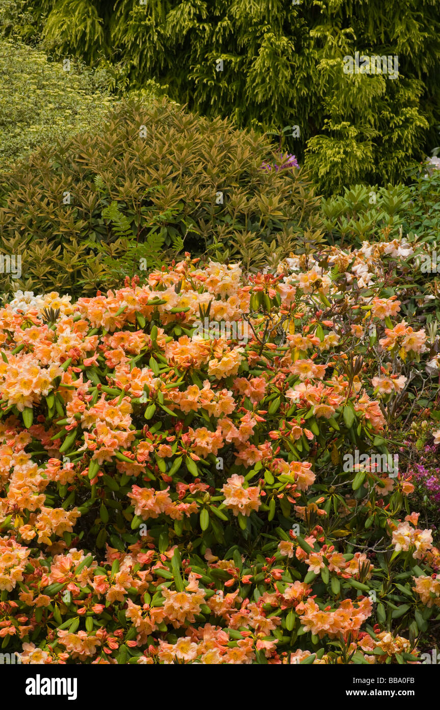 Pale Pink and Yellow Flowering Rhododendron Shrub Stock Photo