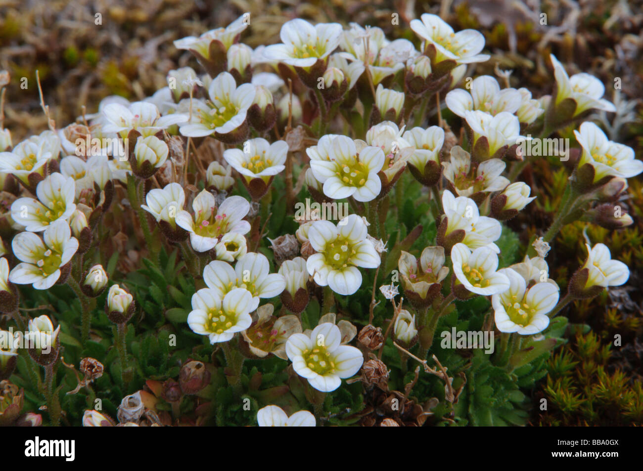Tufted saxifrage is one of the few plants that can resist the extreme climate of Northern Spitsbergen Stock Photo