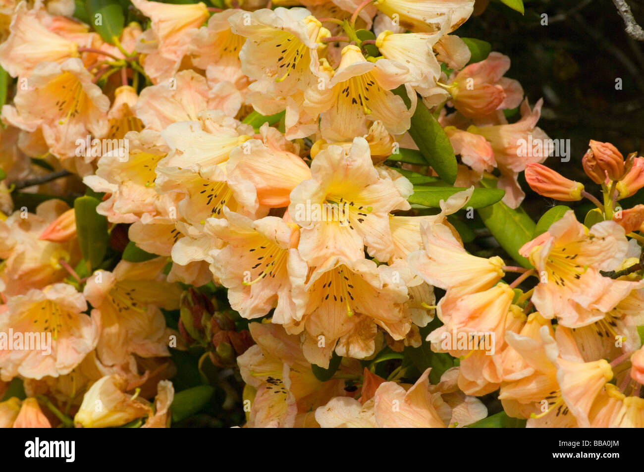 Pale Pink and Yellow Flowering Rhododendron Shrub Stock Photo - Alamy