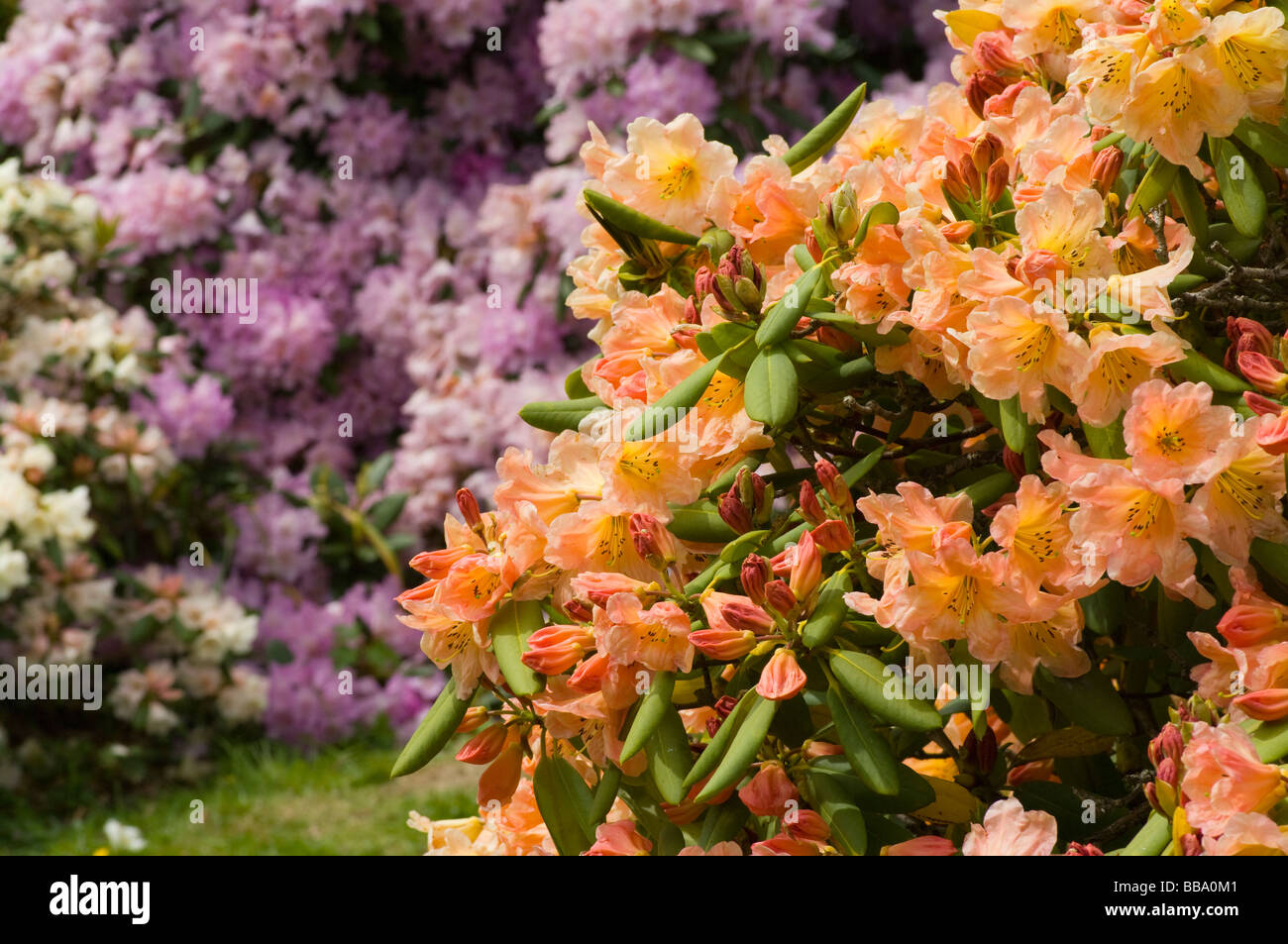 Pale Pink and Yellow Flowering Rhododendron Shrub Stock Photo - Alamy