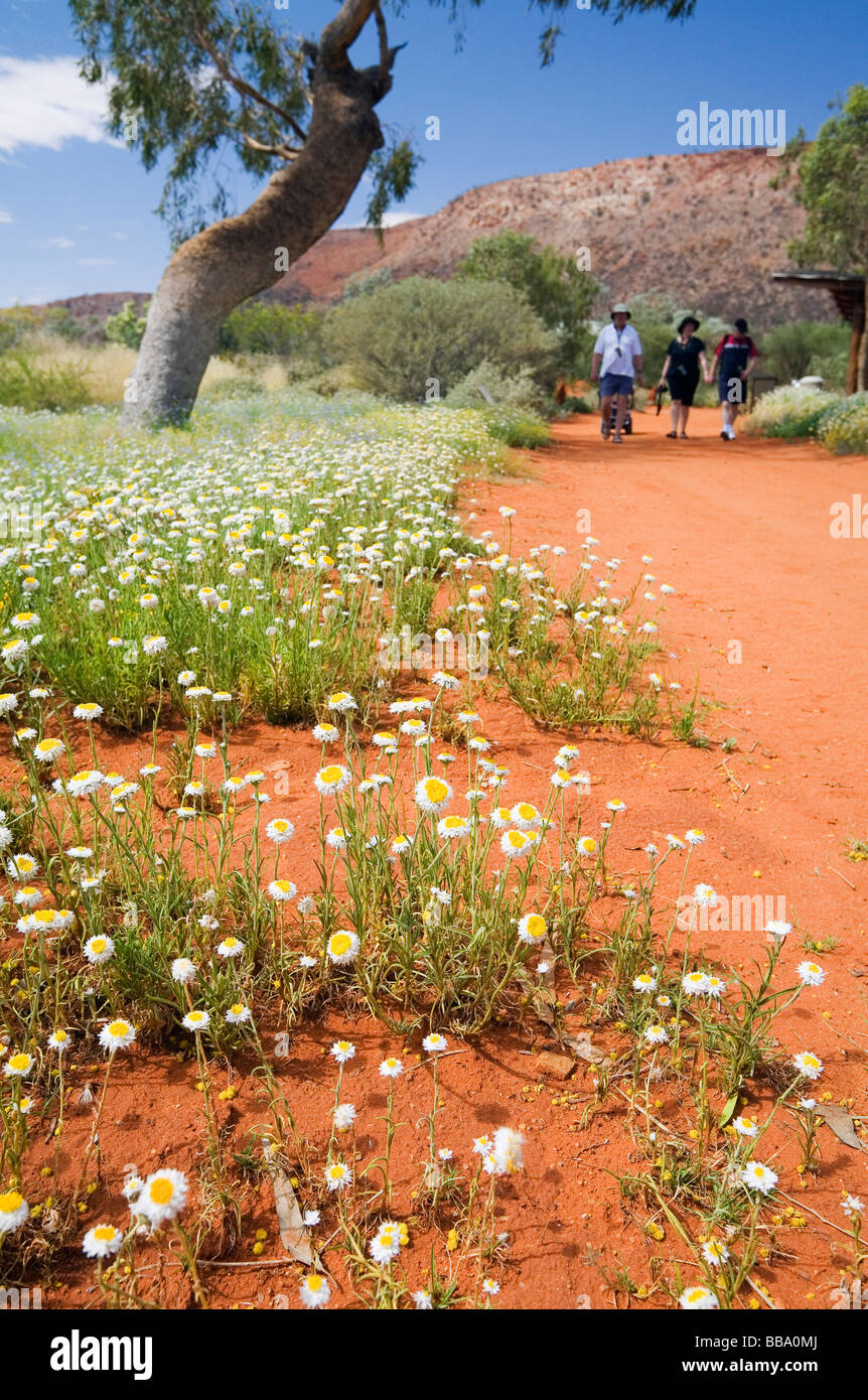 Wildflowers in the Alice Springs Desert Park. Alice Springs, Northern