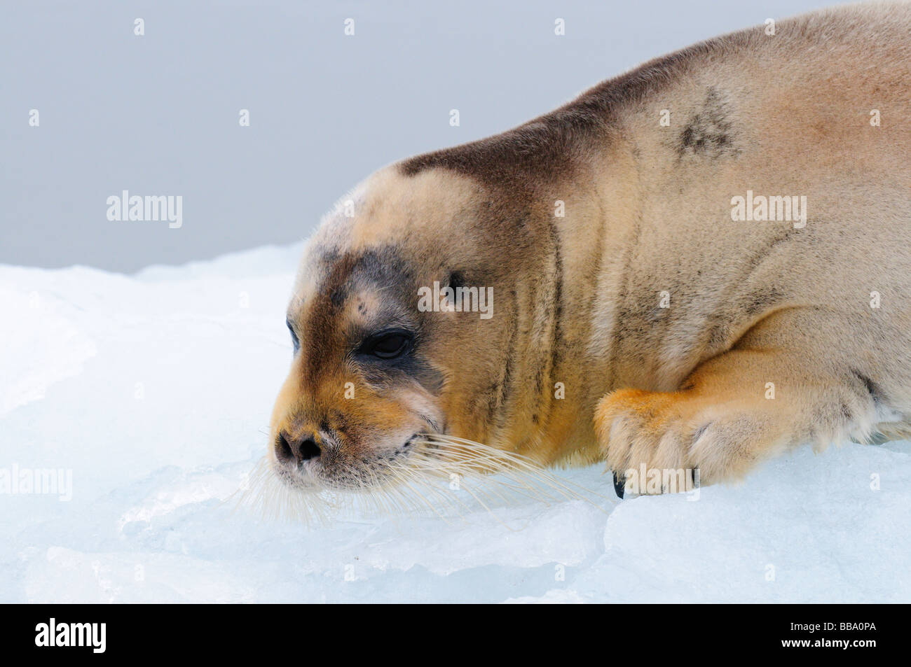 Bearded Seal Erignathus barbatus resting on a pack of ice Spitsbergen Stock Photo