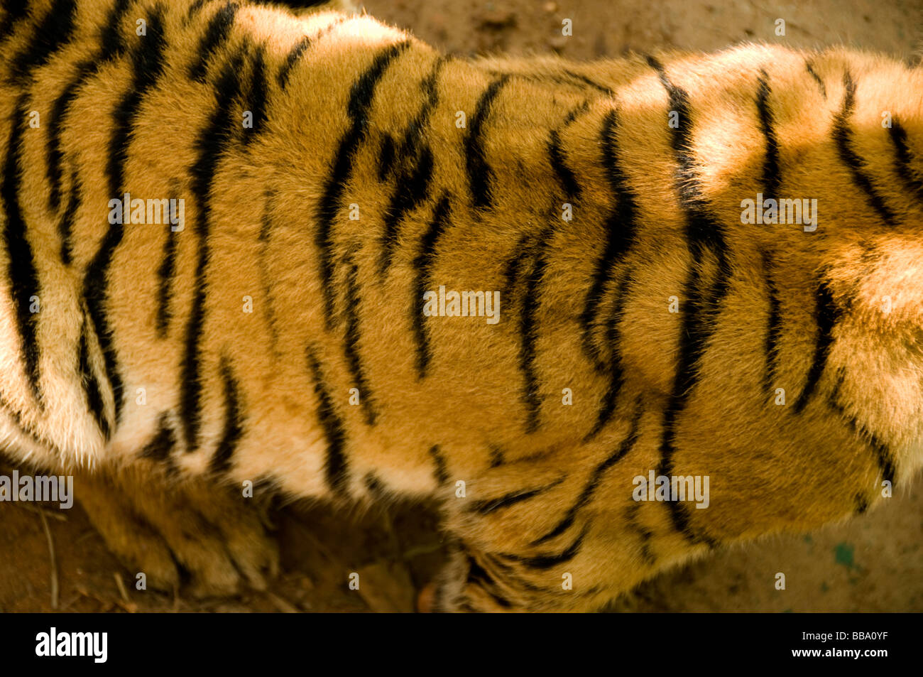 Bengal Tiger Cub close up Stock Photo
