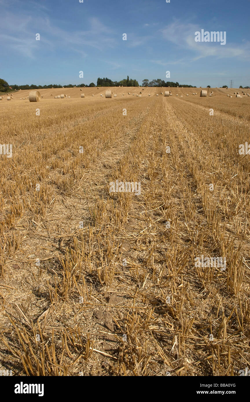 summer landscape with hay bales and deep blue skyscape Stock Photo - Alamy
