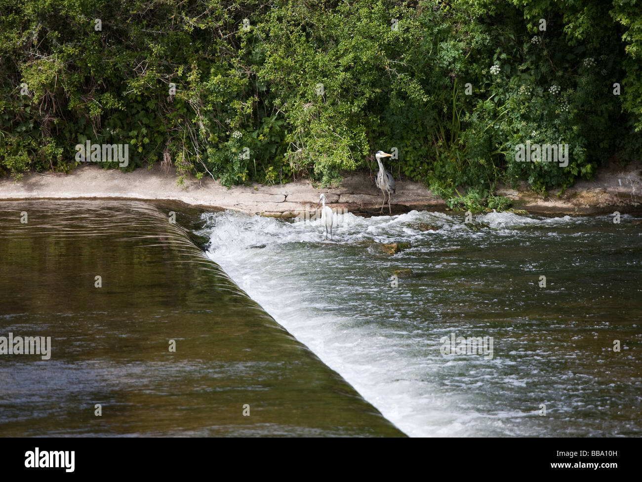 River Stour Weir, Nr Cowgrove, Little Pamphill, in Pamphill, Dorset with egret and heron basking in sunshine Stock Photo