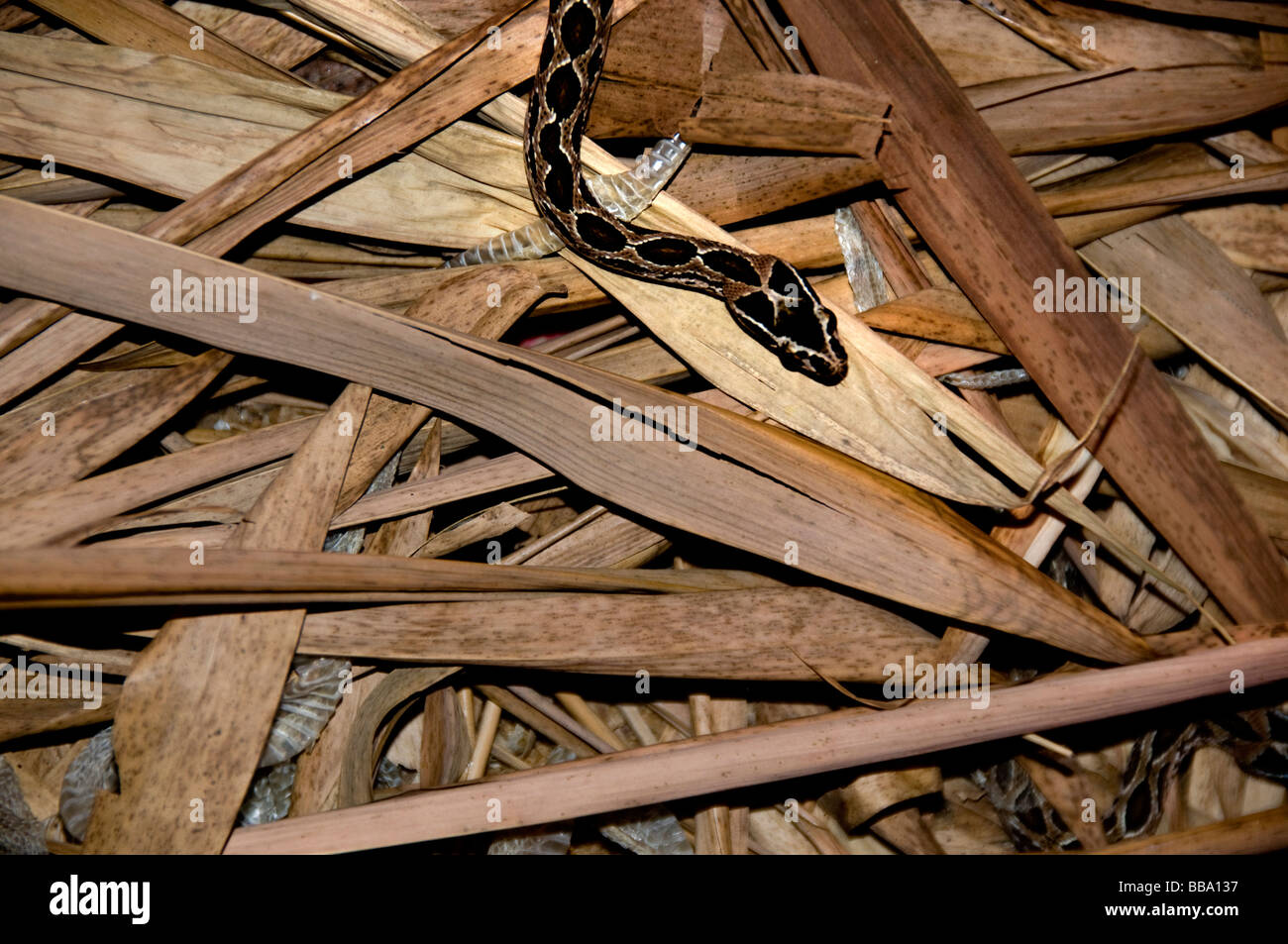 Saw scaled viper Stock Photo