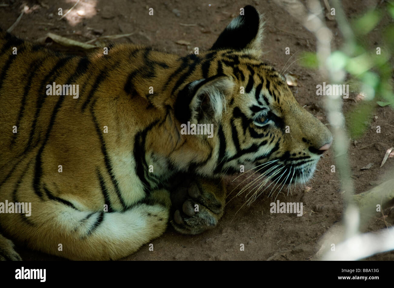 Bengal Tiger in Bandhavgarh national park Stock Photo