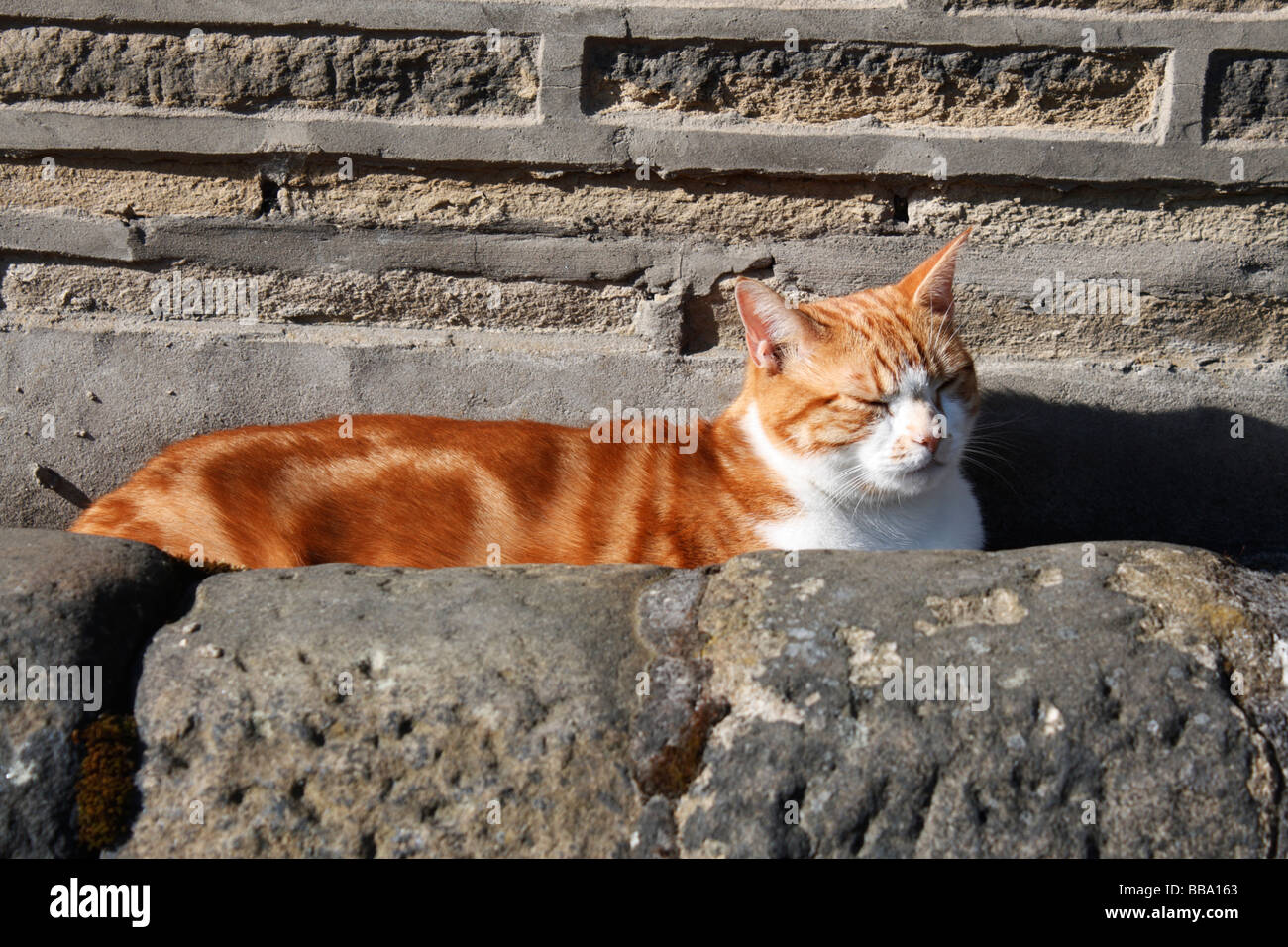 A ginger cat basking in the sunshine Stock Photo - Alamy
