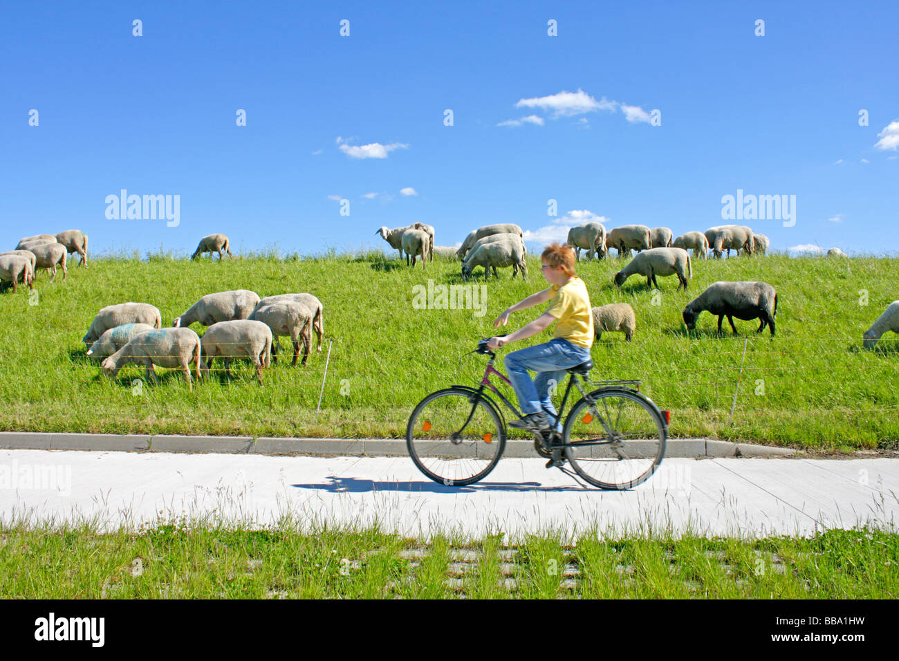 Elbe cycling path at Stiepelse in Lower Saxony Stock Photo