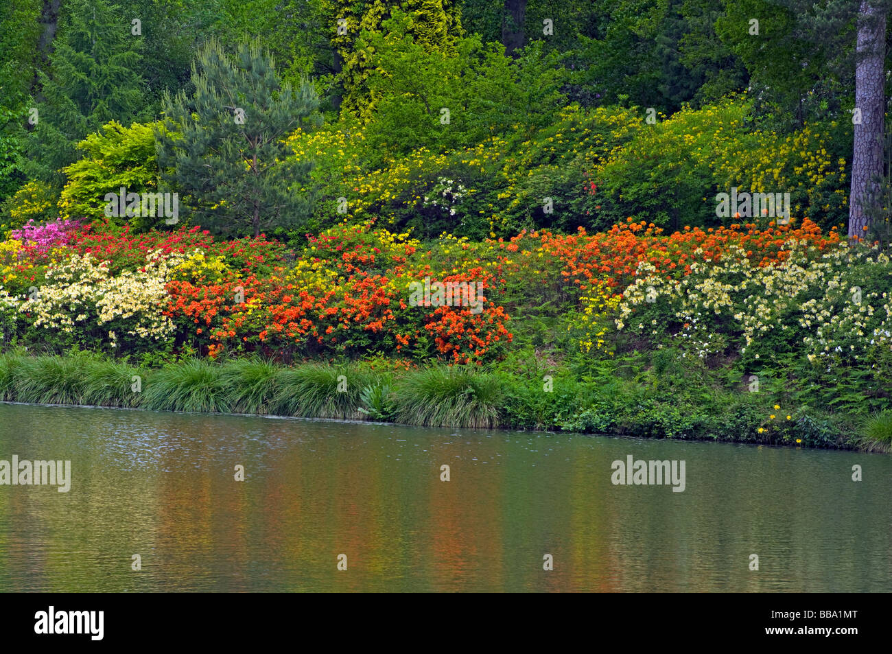 A Bank Of Various Colours Azalea Shrubs Bordering The Engine Pond at Leonardslee Gardens West Sussex England Stock Photo