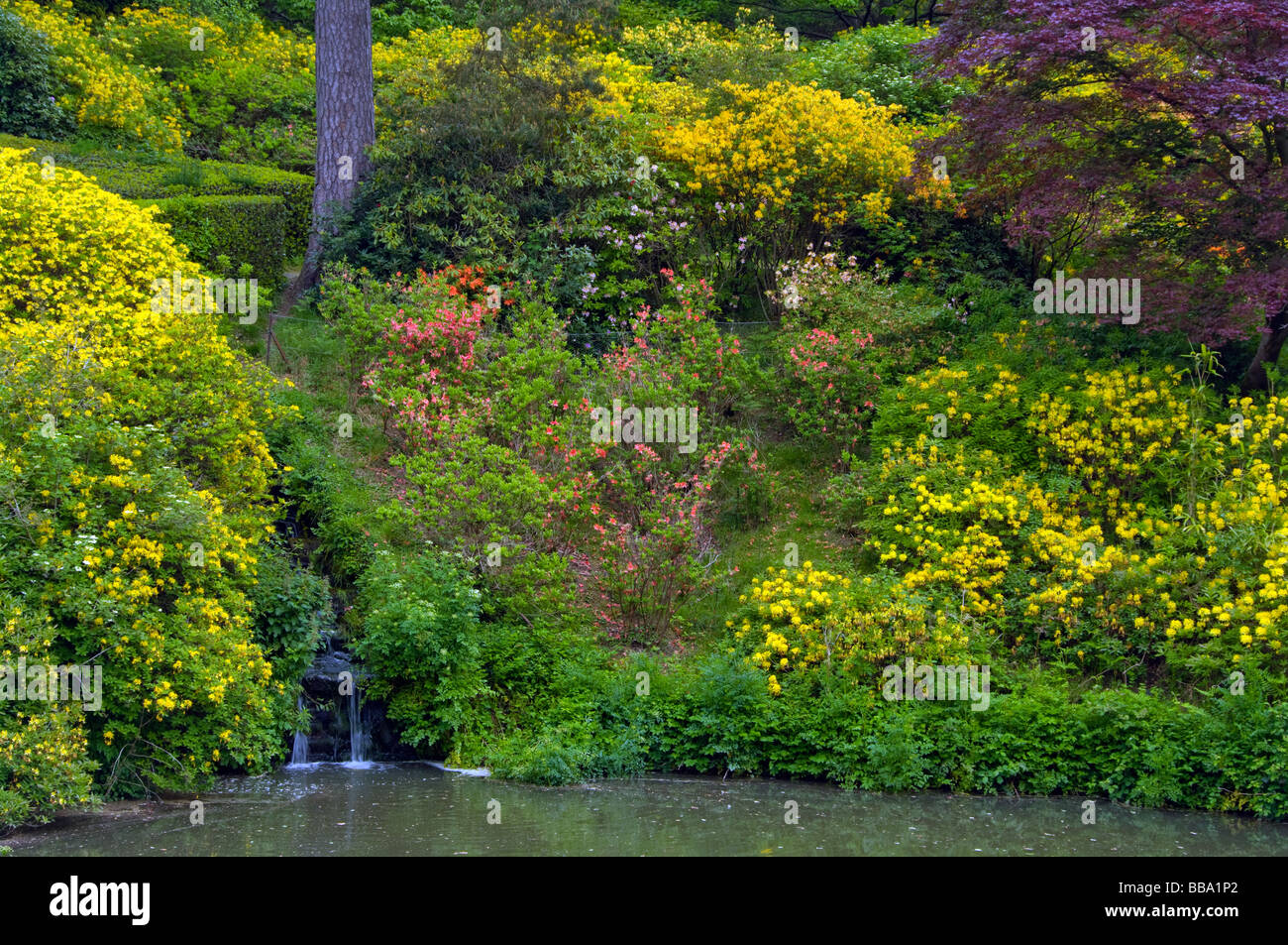 Waterfall By Yellow Azaleas Rhododendron Luteum Emptying Into Waterfall Pond at Leonardslee Gardens West Sussex England Stock Photo