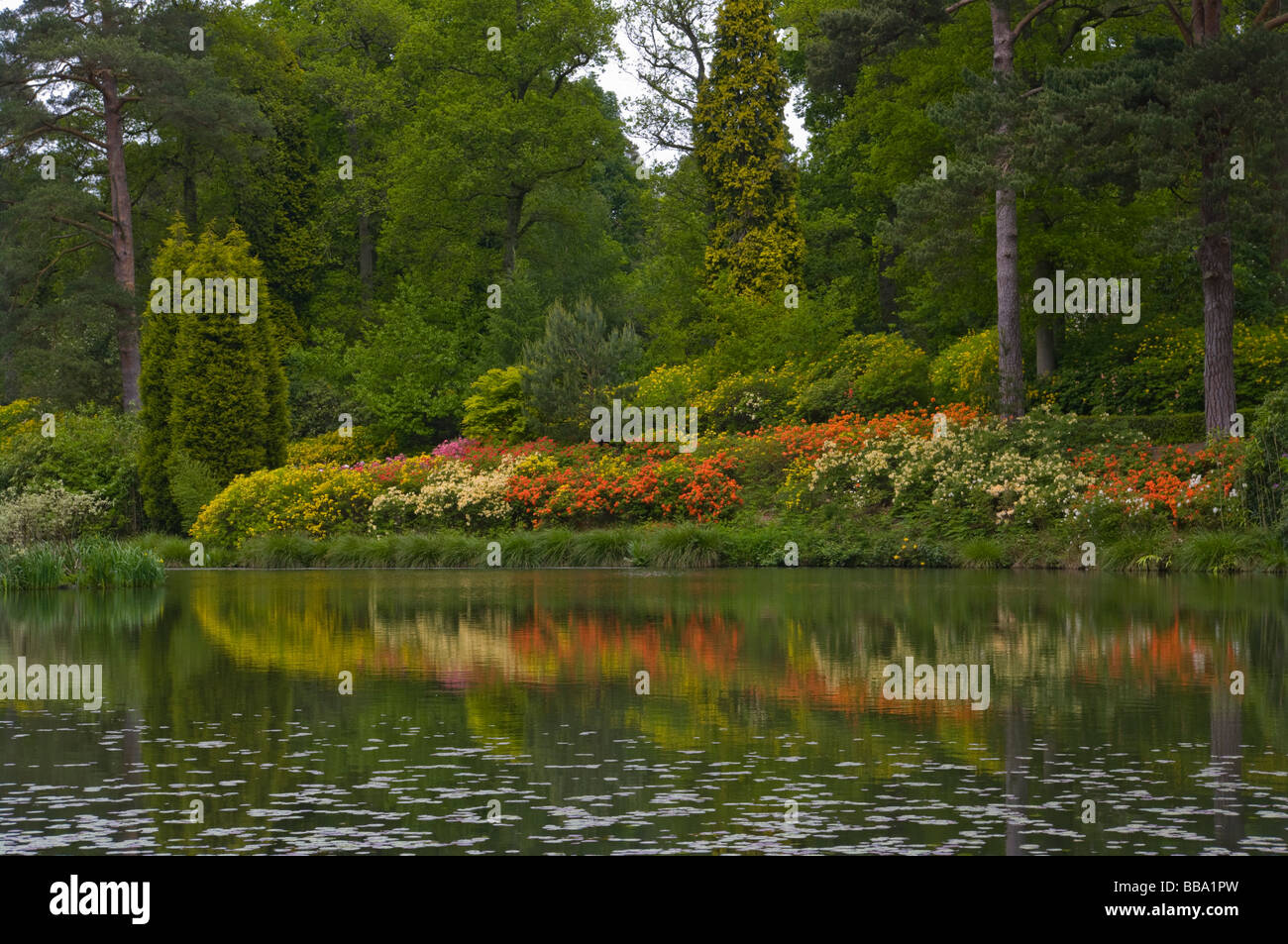 East Bank Of Engine Pond at Leonardslee Gardens West Sussex England with Various Colours Azalea Shrubs Reflected In The Water Stock Photo