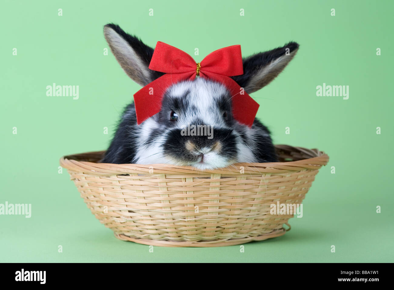 spotted bunny with red bow tie isolated on green Stock Photo