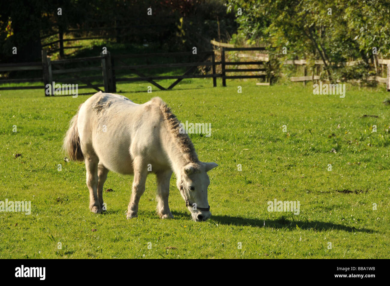 dwarf miniature Pony grazing at English Countryside Stock Photo