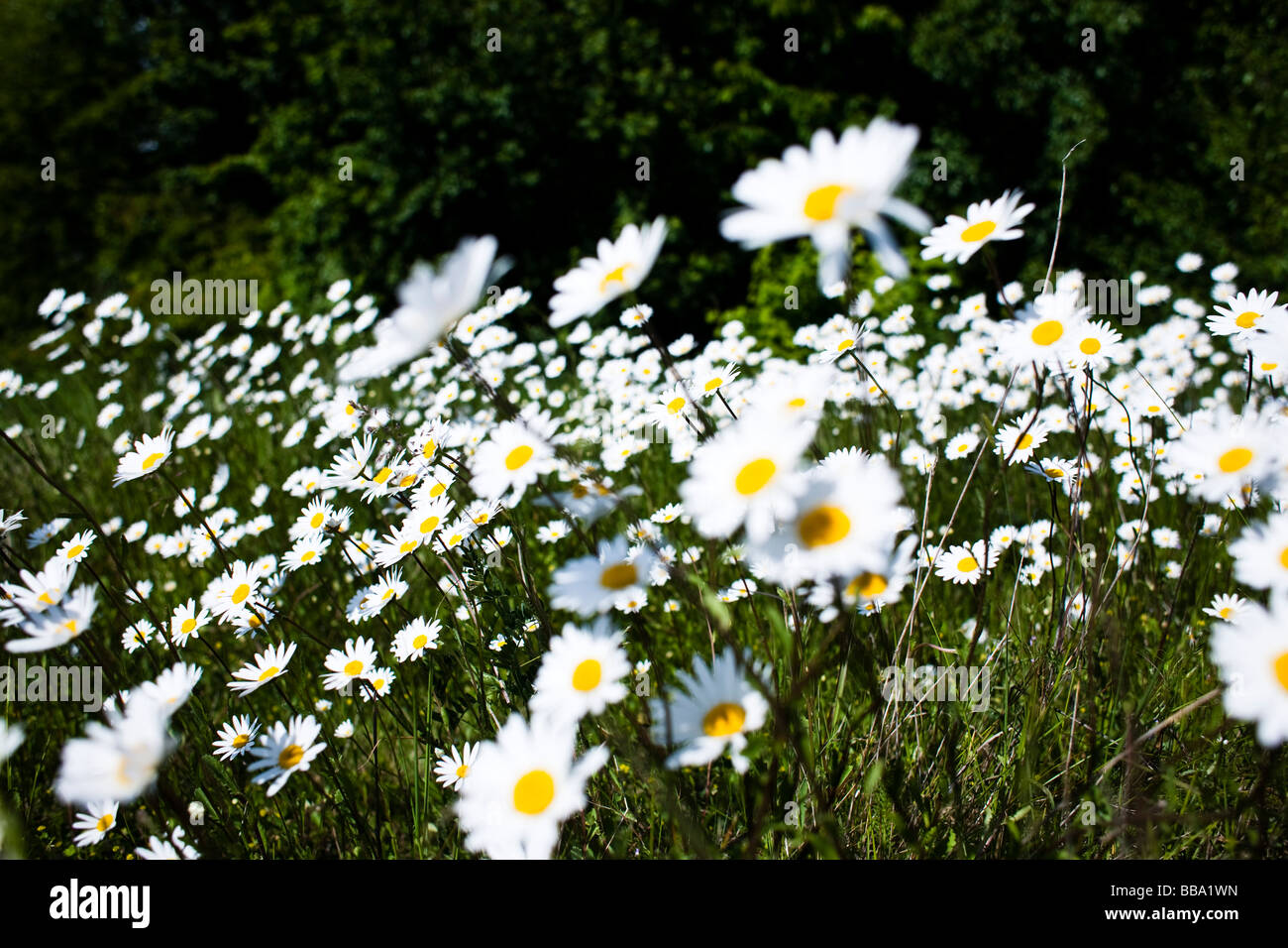 A closeup of large daisies growing wild by the side of a road Stock