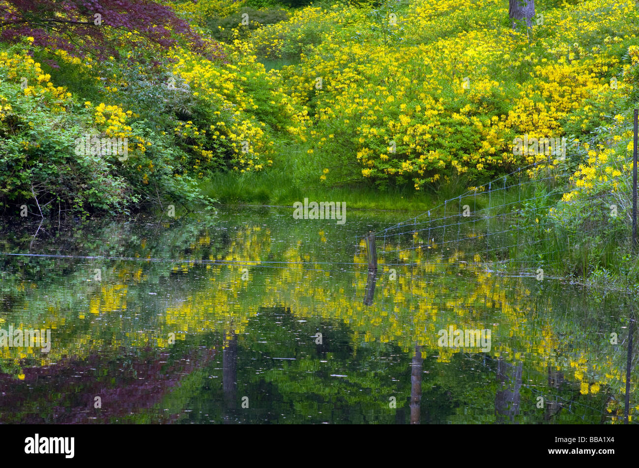 Yellow Azalea Rhododendron Luteum and Their Reflections In Mossy Ghyll Pond at Leonardslee Gardens West Sussex England Stock Photo