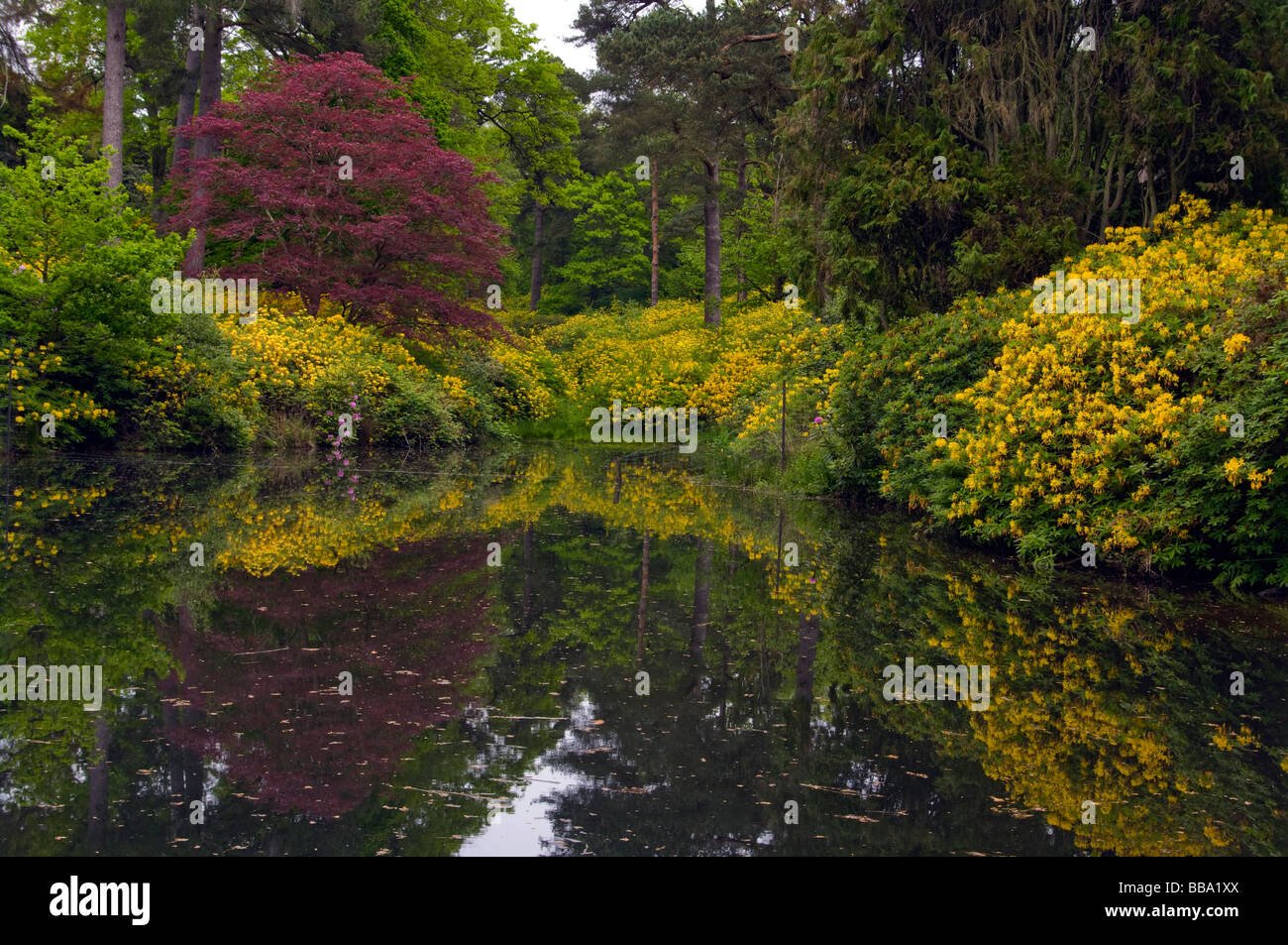 Mossy Ghyll Pond Leonardslee Gardens Stock Photo