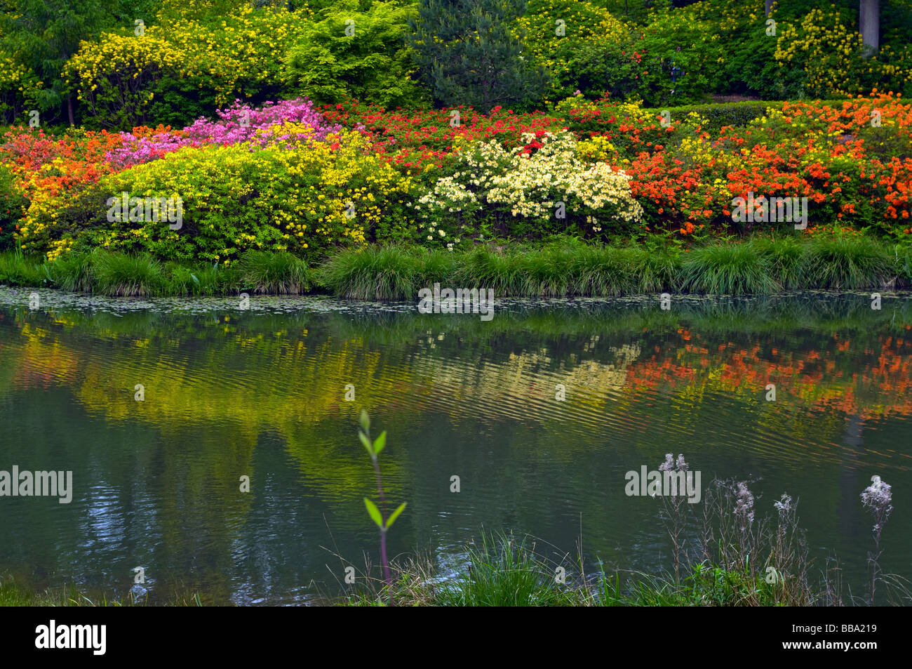 East Bank Of  Engine Pond at Leonardslee Gardens West Sussex England with Various Colours Azalea Shrubs Reflected In The Water Stock Photo