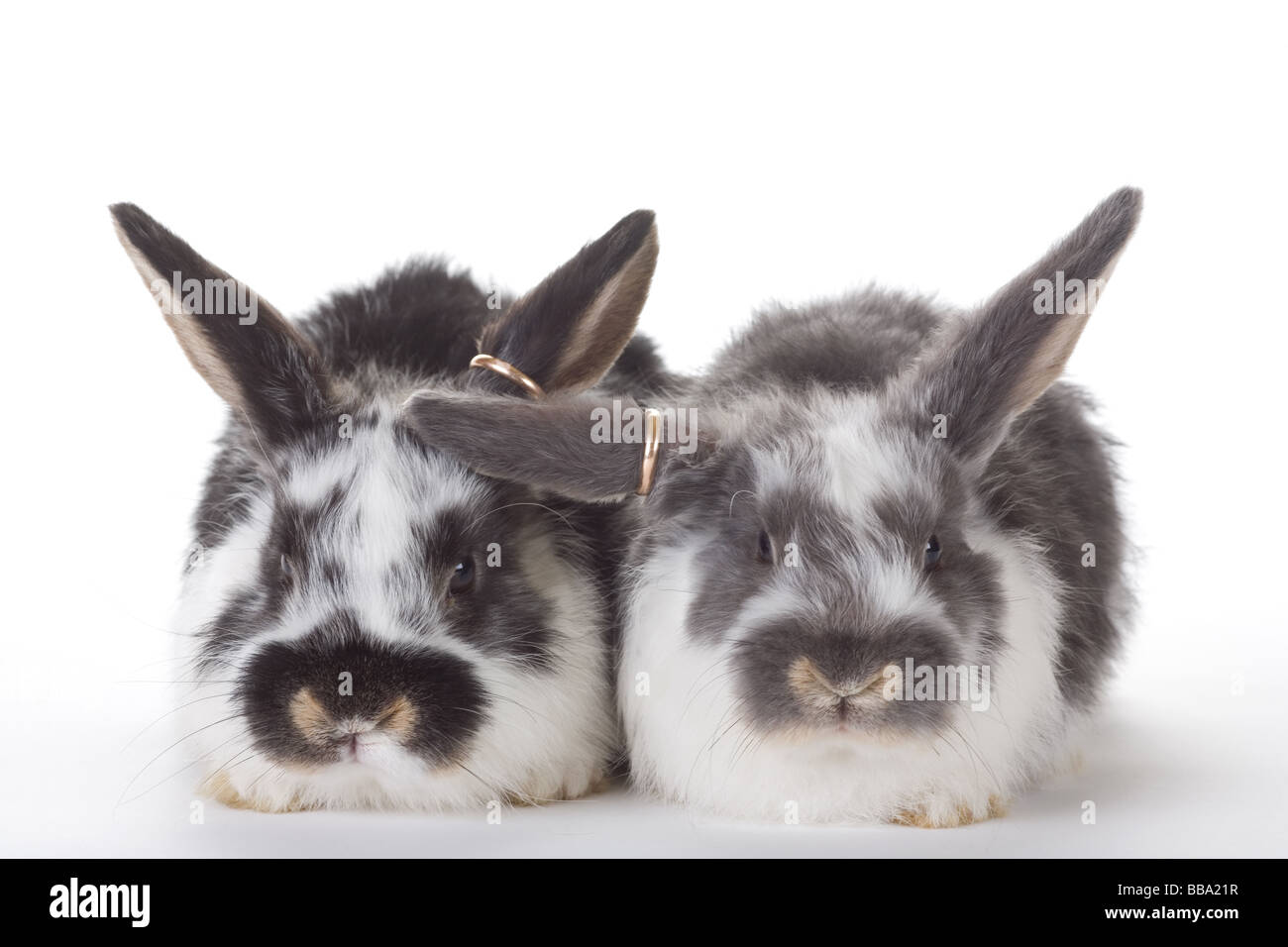 Wedding rabbit hi-res stock photography and images - Alamy, image size:1300x956