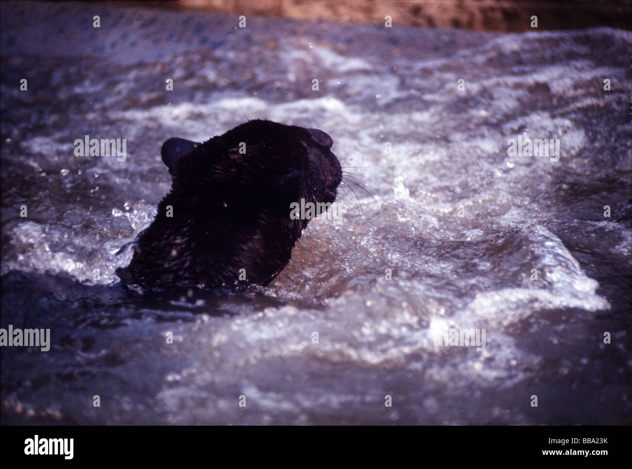 Black jaguar swimming in a river. Jaguar is the biggest carnivore in South America Stock Photo