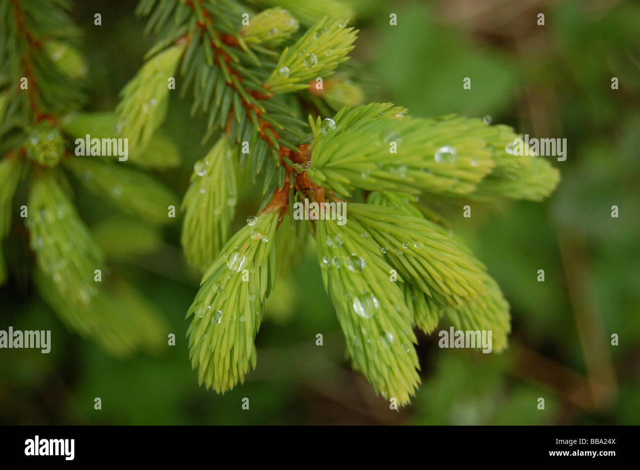new growth on a fir tree Stock Photo Alamy
