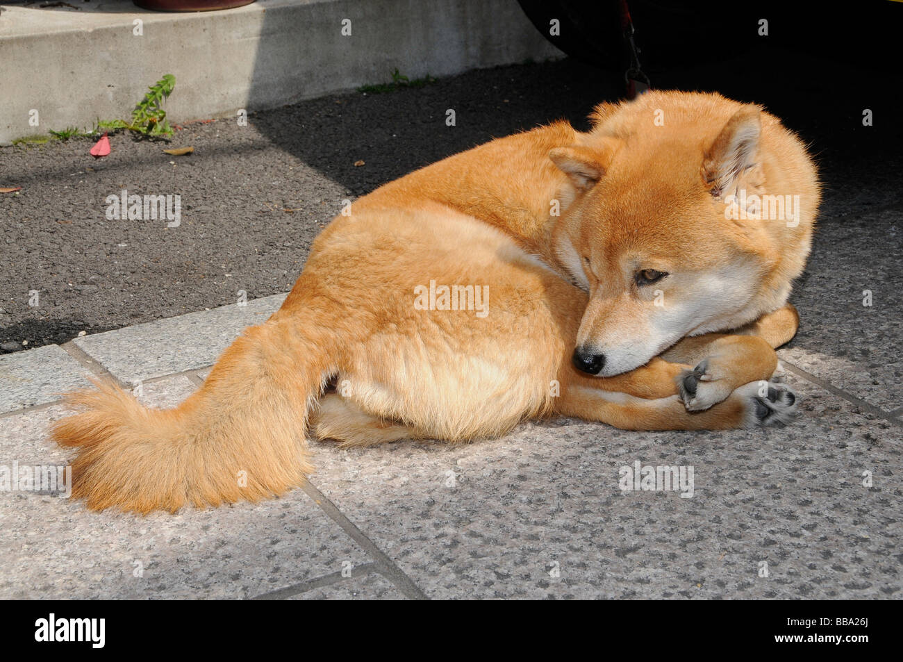 Hokkaido dog, Ainu dog, Ainu Inu, Hokkaido-Ken, Japanese dog breed, common pet dog, Kyoto, Japan, Asia Stock Photo