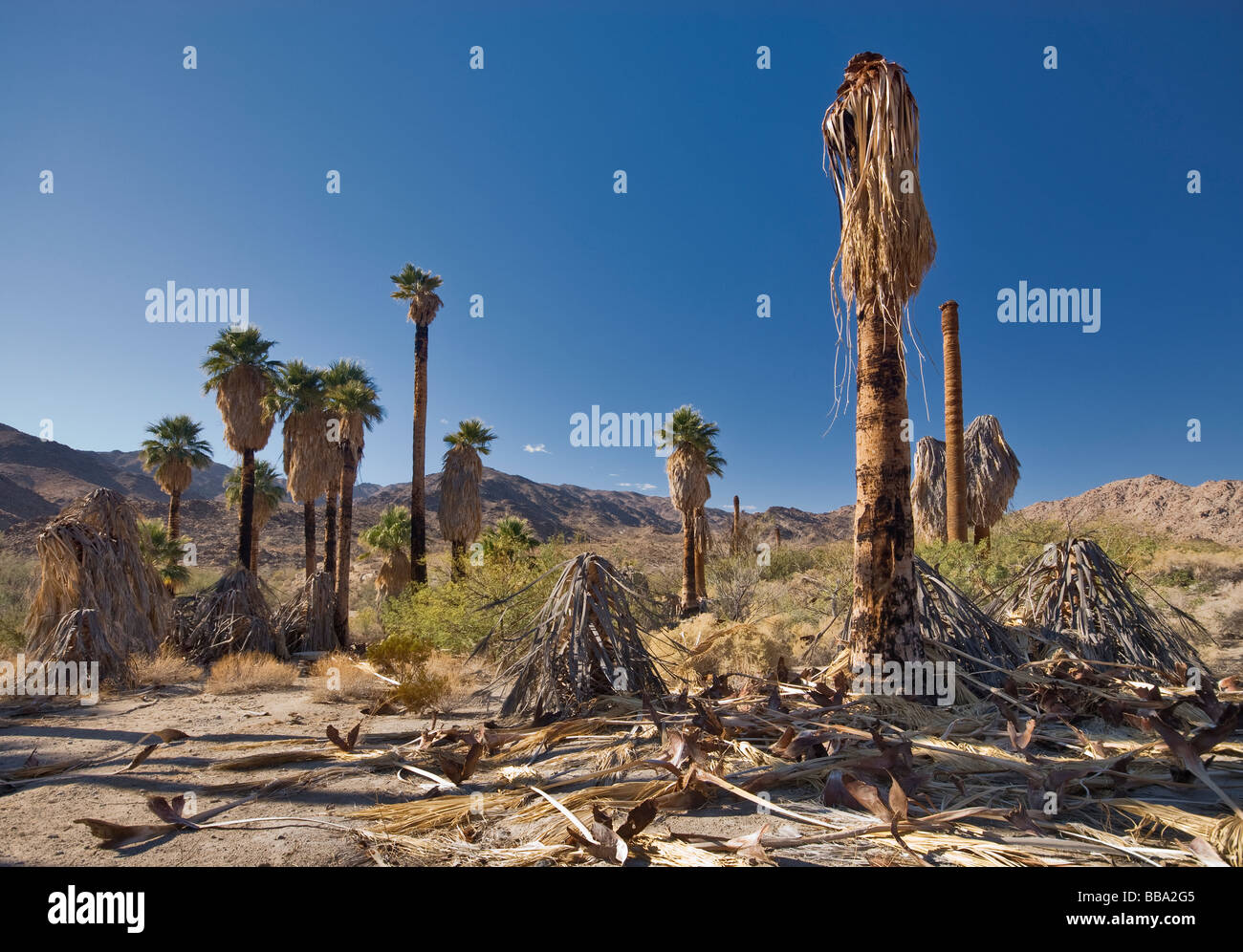 Dying Palm Trees at Corn Spring Oasis in Chuckwalla Mountains Colorado