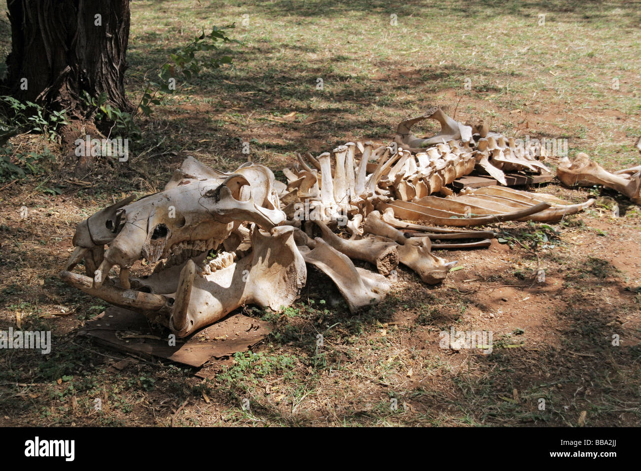 A hippo skeleton in the grounds of Ziwani tented lodge Tsavo National Park Kenya Stock Photo