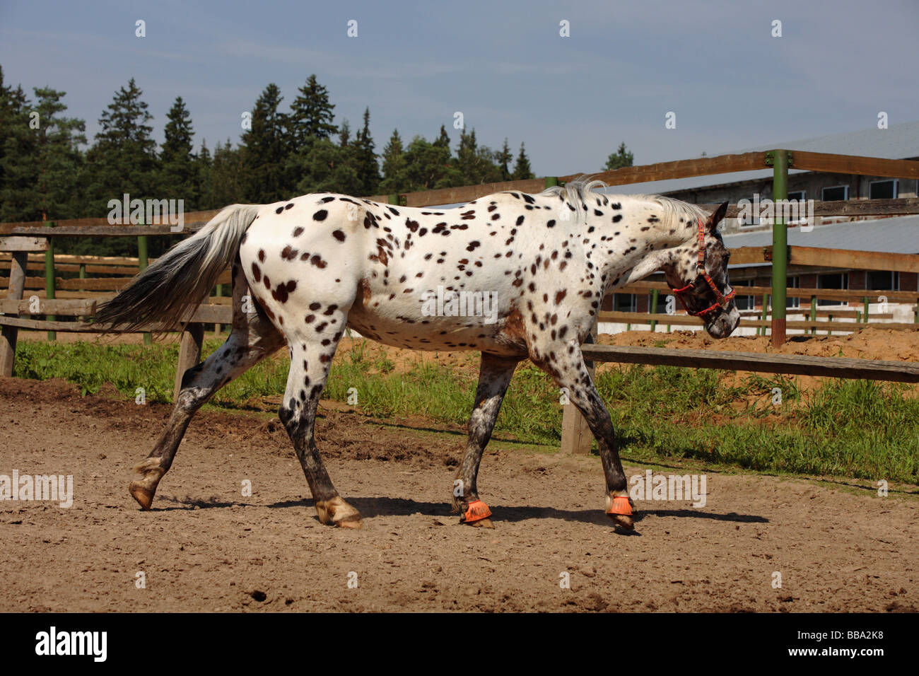 Old Appaloosa horse Stock Photo - Alamy