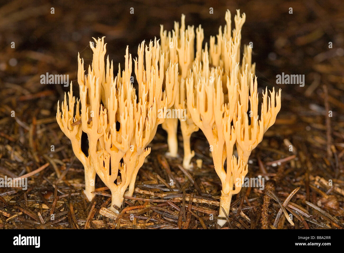 Yellow Stagshorn Fungus (Calocera viscosa) Stock Photo
