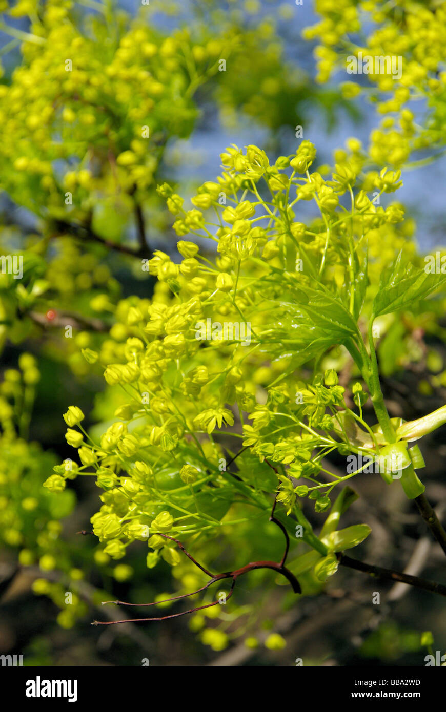 Ahornblüte flowering of maple tree 04 Stock Photo