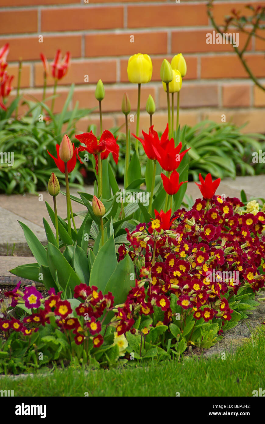 Tulpe und Primel tulip and primrose 03 Stock Photo