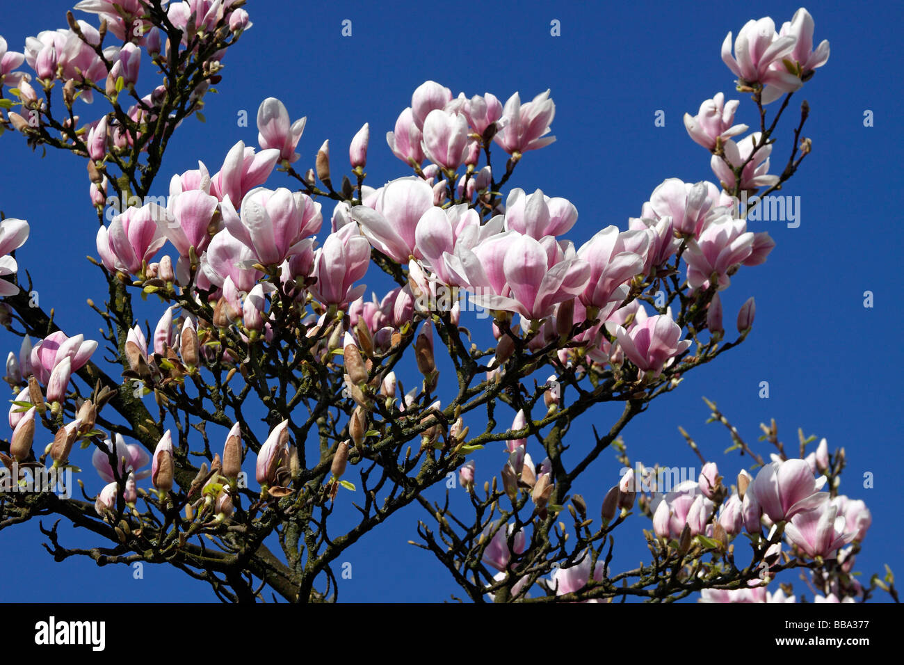 Blooming Saucer magnolia (Magnolia x soulangiana Stock Photo Alamy
