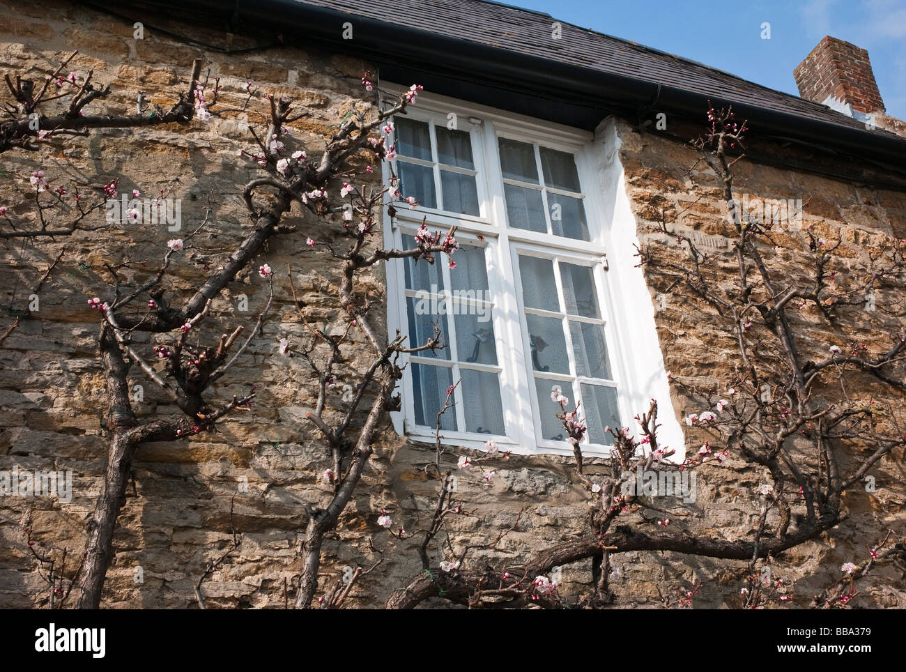First blossom on Apricot fruit trees growing up cottage walls in Aynho