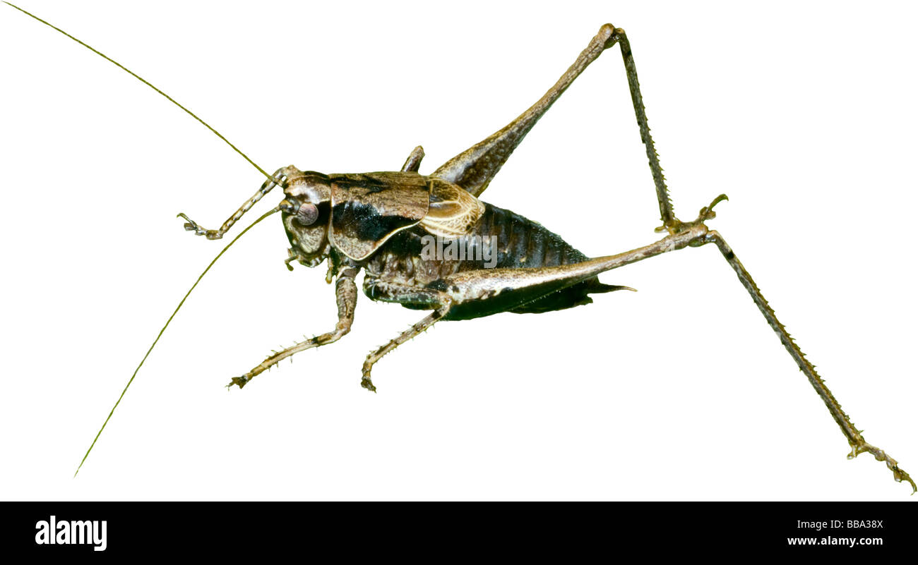 Dark Bush Cricket, male (Pholidoptera griseoaptera) cutout Stock Photo