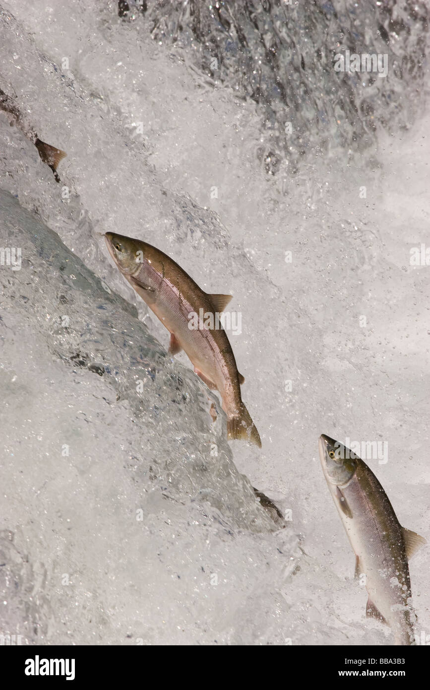 Sockeye Salmon jumping up waterfall to spawn Oncorhynchus nerka Katmai