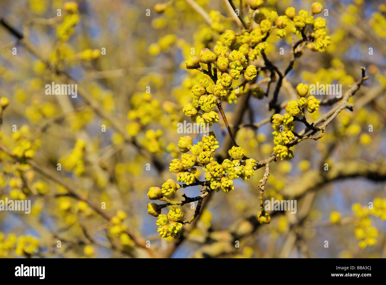Kornelkirsche European Cornel 04 Stock Photo Alamy