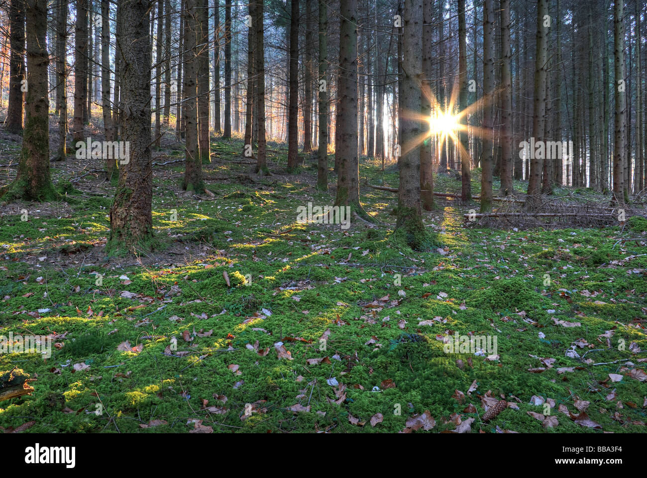 Evening sun breaking through Pine forest (Pinus), Lake Constance, Markelfingen, Radolfzell, County of Constance, Baden-Wurttemb Stock Photo