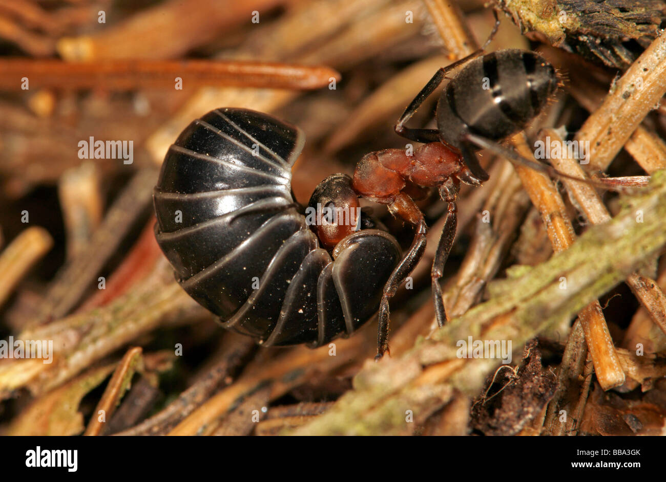 Red wood ant (Formica polyctena) with captured pill millipedes (Glomeris spec.) Stock Photo