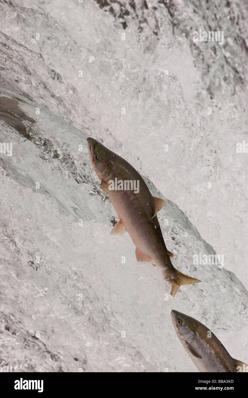 Sockeye Salmon jumping up waterfall to spawn Oncorhynchus nerka Katmai