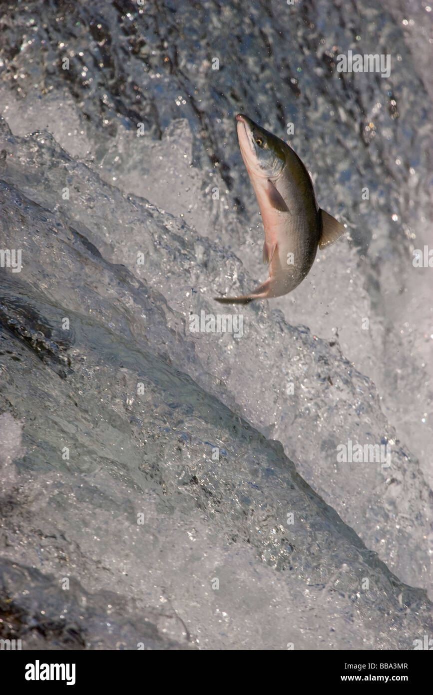 Sockeye Salmon jumping up waterfall to spawn Oncorhynchus nerka Katmai