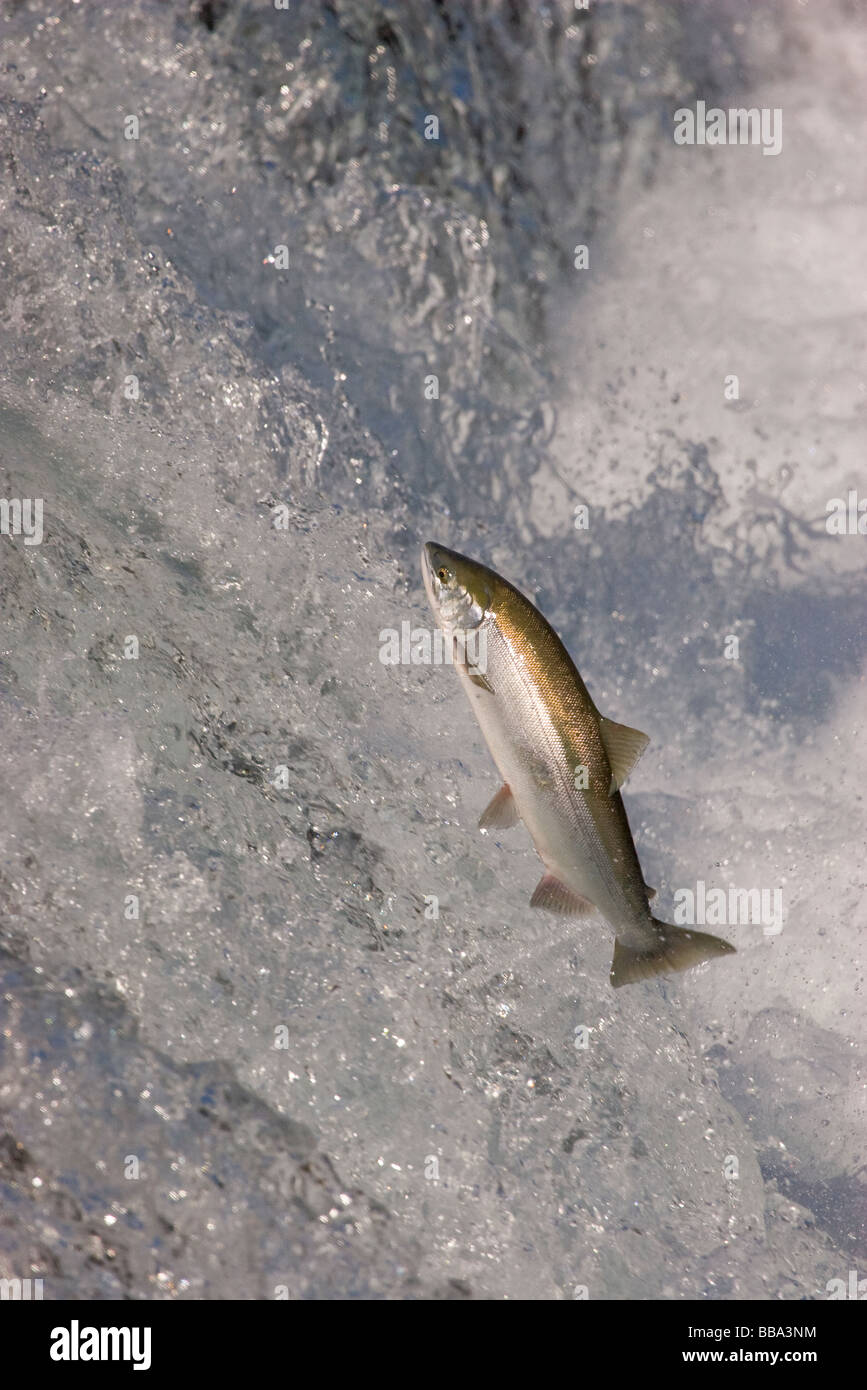 Sockeye Salmon jumping up waterfall to spawn Oncorhynchus nerka Katmai National Park Alaska Stock Photo