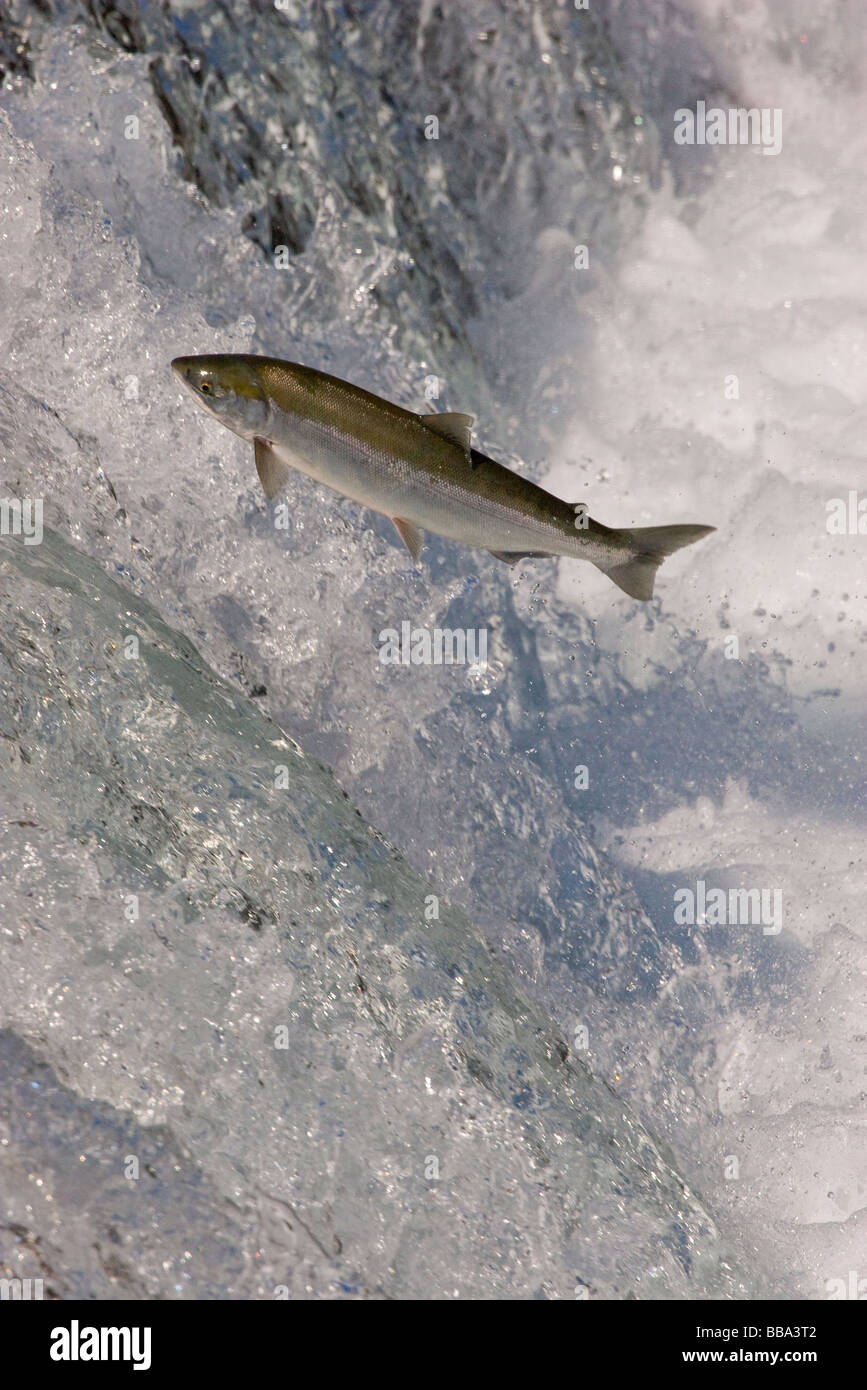 Sockeye Salmon jumping up waterfall to spawn Oncorhynchus nerka Katmai