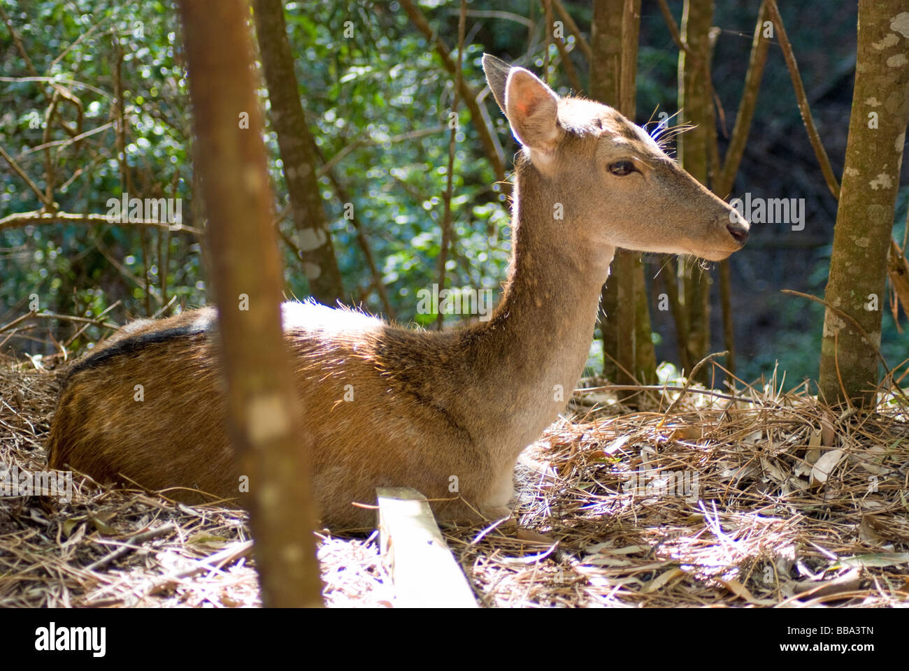 A female Fallow deer in forest near Knysna, on the Garden Route, South Africa. Stock Photo