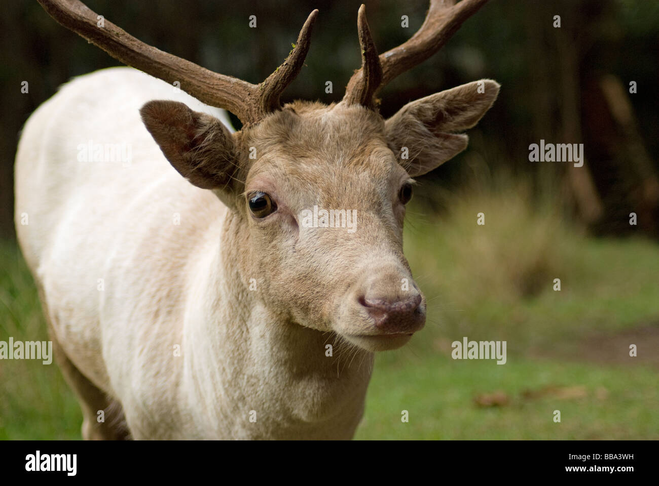 A rare white male Reindeer in forest near Knysna, South Africa. Stock Photo