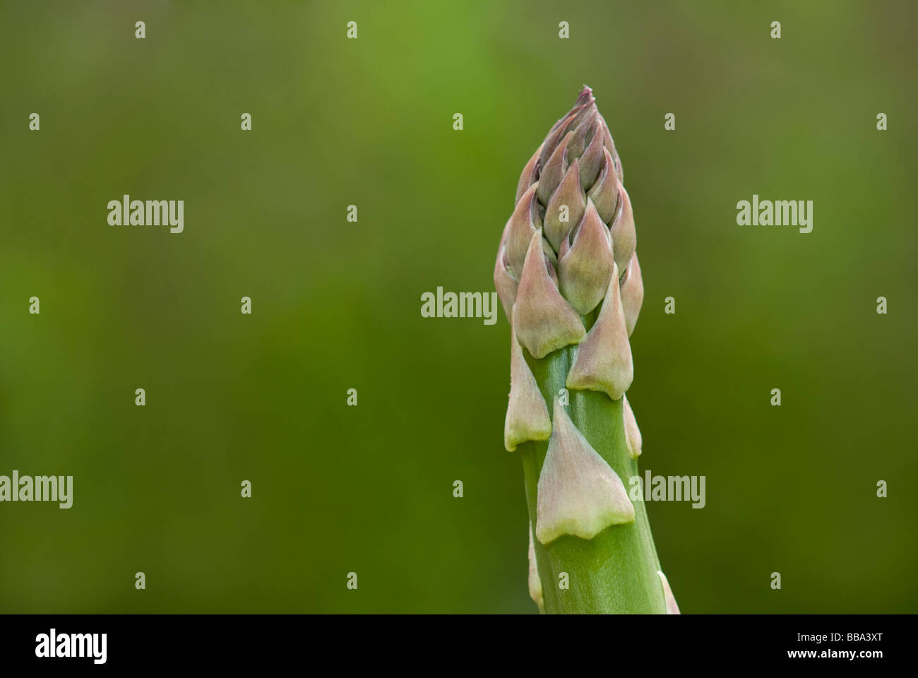 Asparagus tip hires stock photography and images Alamy