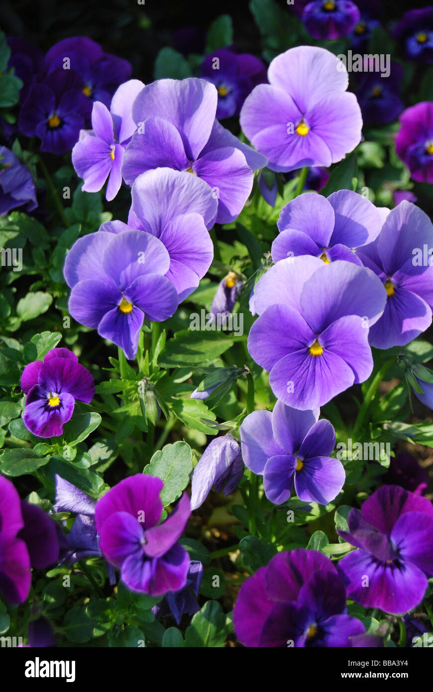 Pansies (Viola), purple Stock Photo Alamy